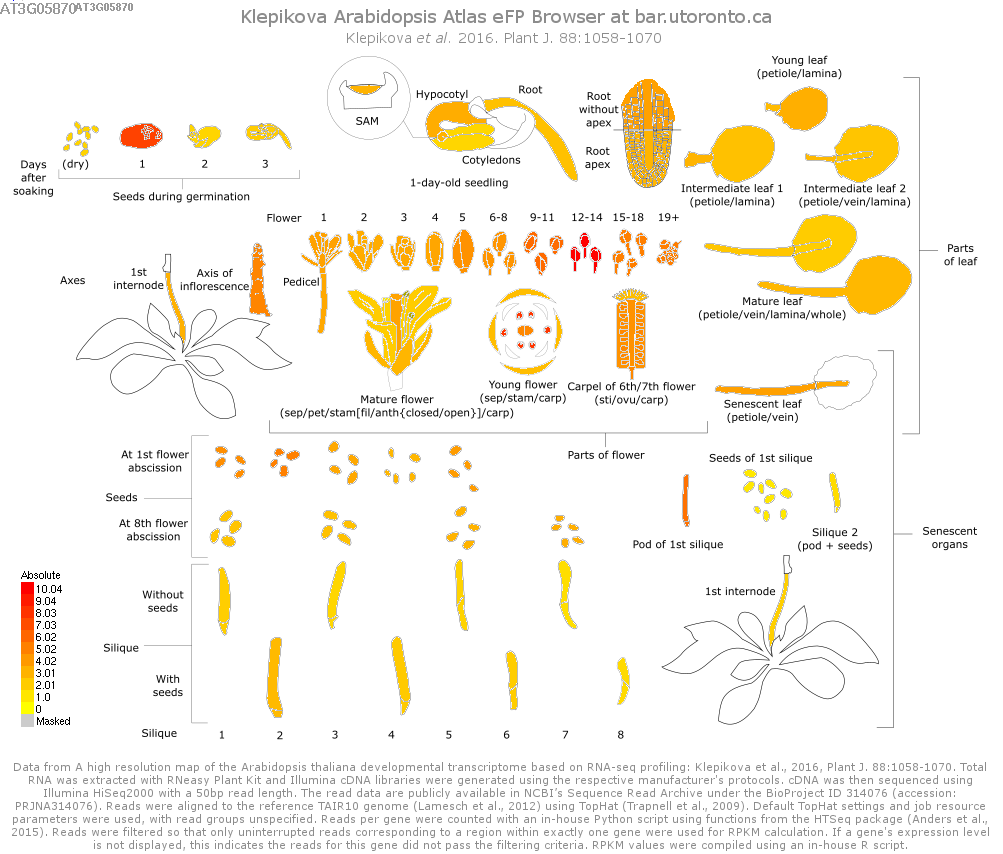 a-thaliana-atlas.png a-thaliana-atlas.png