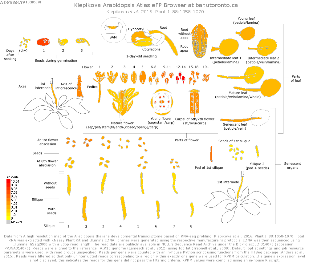 a-thaliana-atlas.png