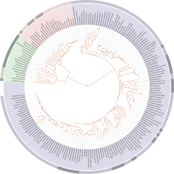 tree_of_life_svg.svg.png