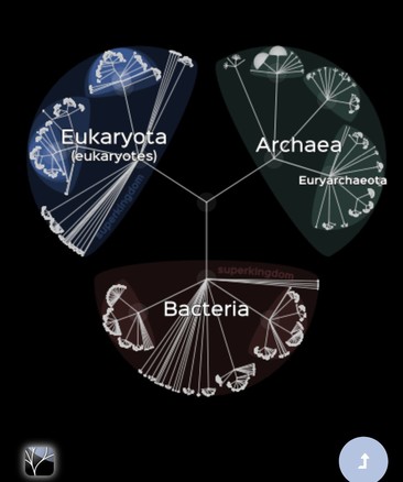 life-tree2.jpg