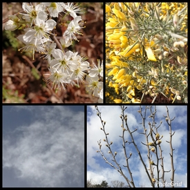 fleurs_epines.jpg
