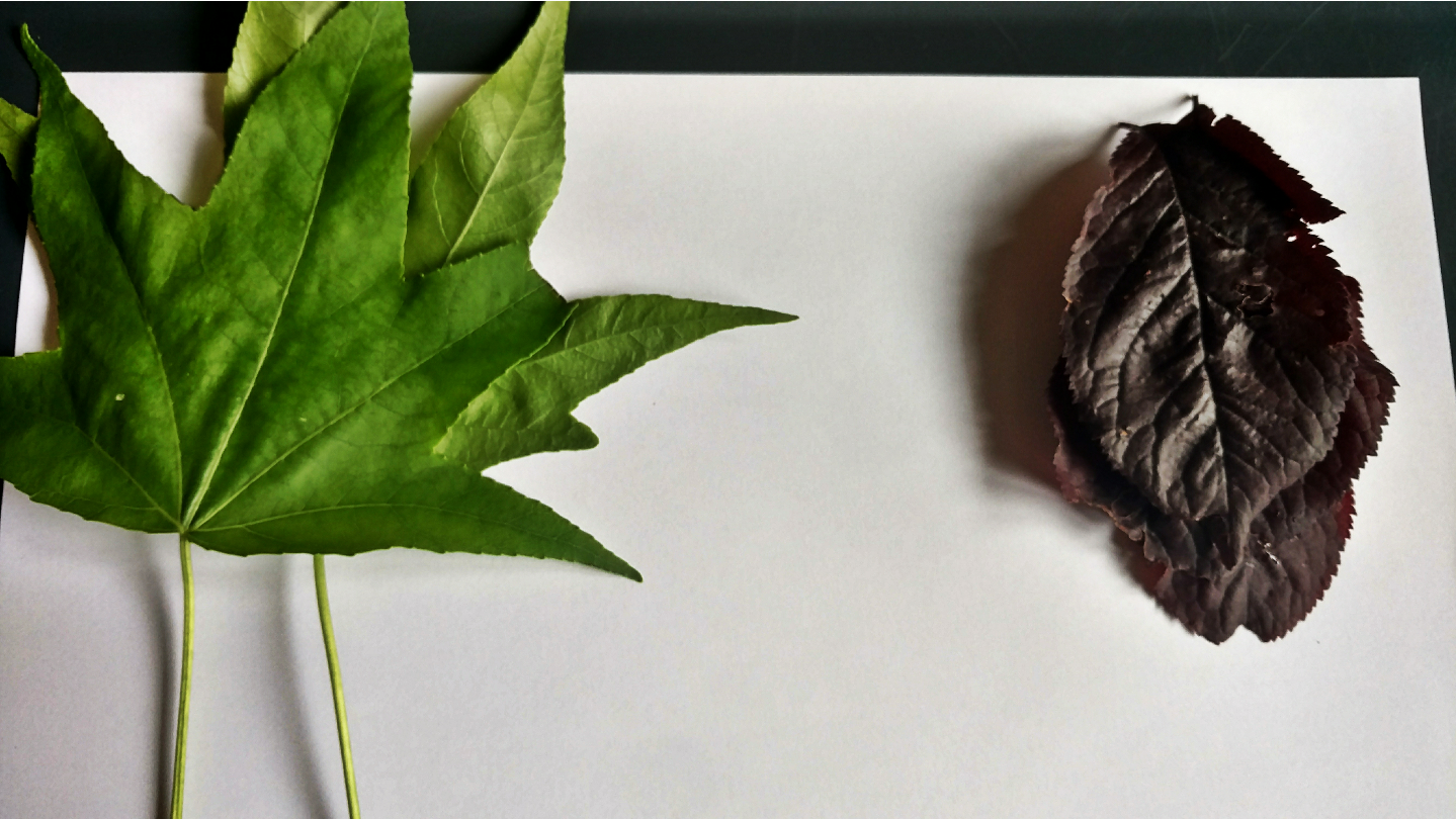 fedileaf_chroma.png