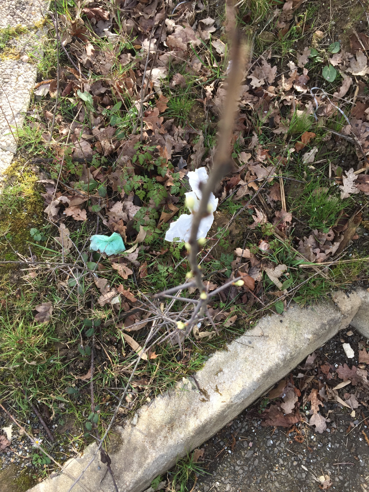 bourgeons.jpeg