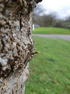 tronc_arbre.jpg
