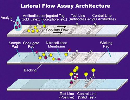 lateral_flow_assay.jpg