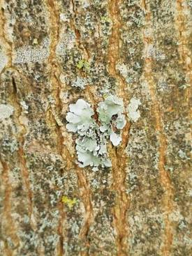 lichen.jpg